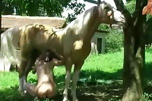 pleasuring horse porn