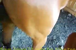 poor horse porn