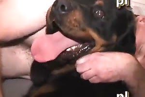 bestiality porn dog porn