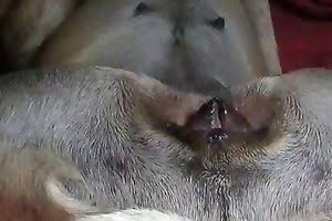 assertive animal fuck