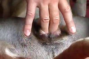 assertive animal fuck