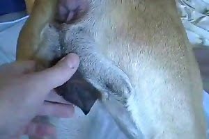 gay-animal-porn bestiality-videos