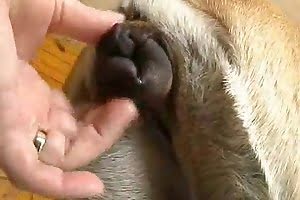 gay-animal-porn bestiality-videos