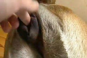 gay-animal-porn bestiality-videos