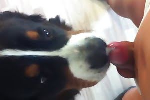 gay-animal-porn bestiality-videos