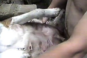 well-endowed guy-fucks-dog