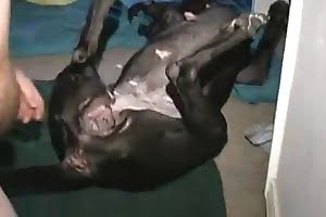 impressive gay-animal-porn
