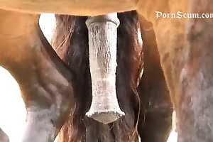 free-beastiality-porn bestiality-videos