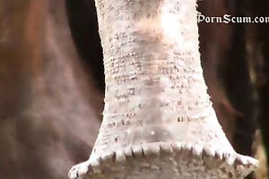 free-beastiality-porn bestiality-videos