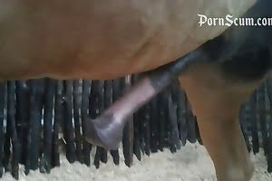 bestiality-videos horse porn