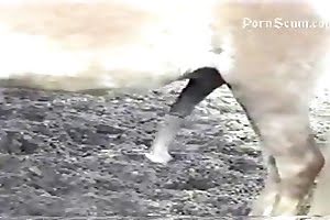 bestiality-videos dog porn