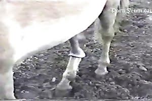 bestiality-videos dog porn