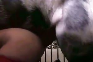 free-beastiality-porn bestiality-videos