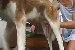 Free dog sex videos with a handjob