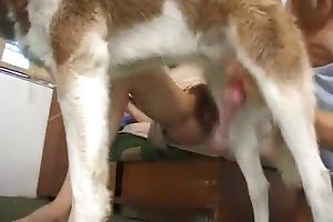 free-beastiality-porn dog porn