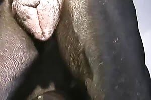 bestiality porn missionary