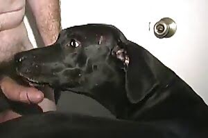 bestiality porn missionary