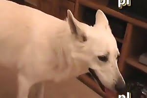 joked dog porn