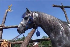 obedient bestiality porn
