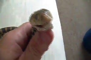 exotic snake