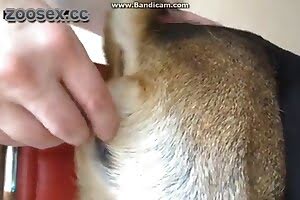 camera guy-fucks-dog