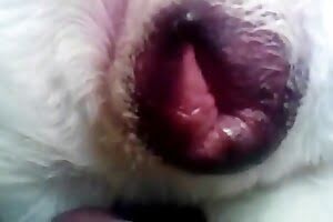 superb dog porn