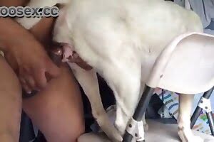 bestiality porn dog porn