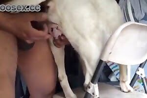 bestiality porn dog porn