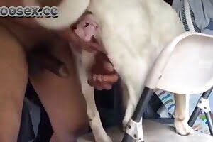 bestiality porn dog porn