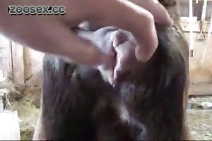 bestiality porn dog porn