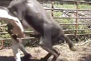 bitch girls-having-sex-with-animals