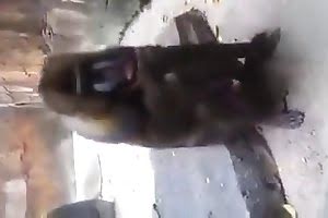 nasty bestiality porn