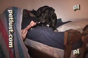 dog porn lots
