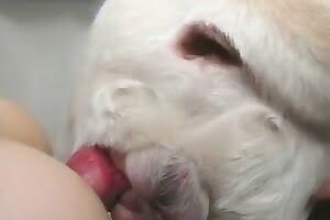 animals bestiality porn