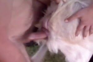 bestiality porn dog porn