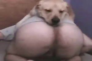 labrador animal fuck
