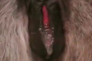 bestiality porn anal zoo