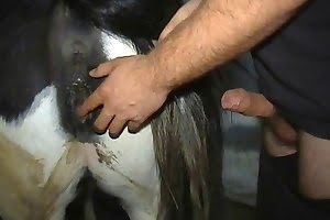 bestiality porn mashed