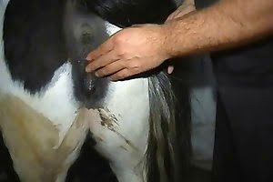 bestiality porn mashed