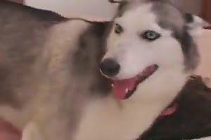 Husky dog fucks the owner of the house