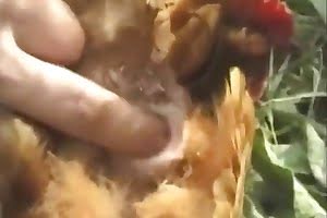 farm sex bestiality porn