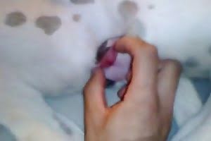 guy-fucks-dog animal fuck