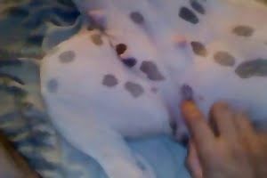 guy-fucks-dog animal fuck