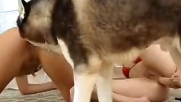 zoophilia sex video,free canine sex video