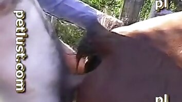 gay zoo porn,farm sex