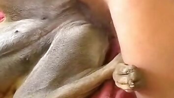 obrovský penis,drsné šukání