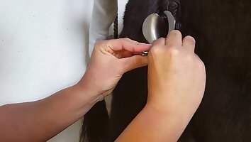 anal zoo-porr,hardcore djursex