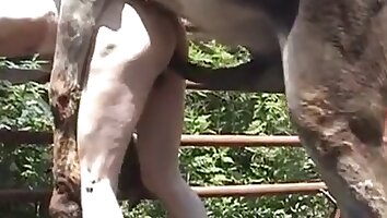 farm sex