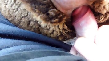 porno salvaje,video porno zoológico gratis