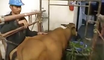 rough fucking,zoo porn movie